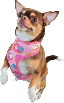 Pepita, a small brown chihuahua in a pink donut-print harness, standing on her hind legs